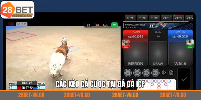Những kèo cược thường thấy khi trải nghiệm ICF đá gà 