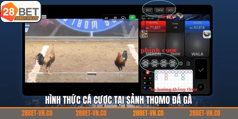 Thomo Đá Gà - Đỉnh Cao Chọi Kê Kịch Tính Chỉ Có Tại 28Bet 4 Điểm danh các hình thức đá gà Thomo đình đám hiện nay