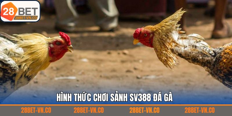 Các hình thức thi đấu được yêu thích nhất tại SV388 đá gà