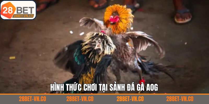 Đá gà AOG – Sảnh Cá Cược Đỉnh Cao Kịch Tính Tại 28Bet 4 Top các loại hình thể loại cá cược hấp dẫn nhất hiện nay