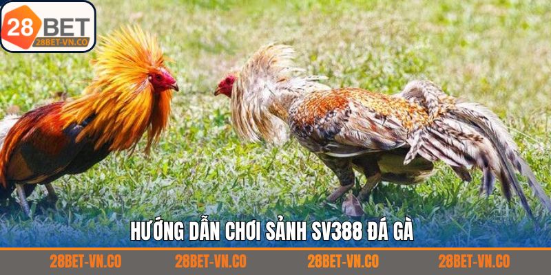 Quy trình tham gia đặt cược tại Sv388 đá gà
