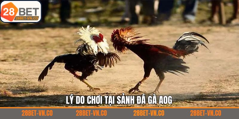Đá gà AOG – Sảnh Cá Cược Đỉnh Cao Kịch Tính Tại 28Bet 3 Lý do vì sao người dùng nên cá cược tại sảnh đá gà AOG