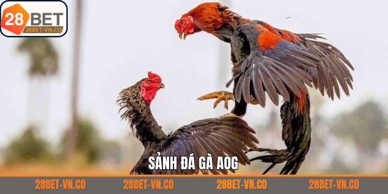 Đá gà AOG – Sảnh Cá Cược Đỉnh Cao Kịch Tính Tại 28Bet 1 Đá gà AOG – Sảnh Cá Cược Đỉnh Cao Kịch Tính Tại 28Bet