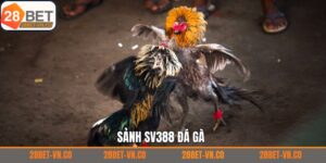 SV388 Đá Gà – Đấu Trường Của Các Chiến Kê Huyền Thoại