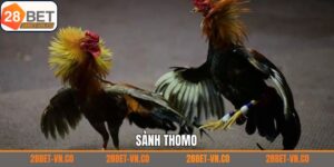 Thomo Đá Gà - Đỉnh Cao Chọi Kê Kịch Tính Chỉ Có Tại 28Bet