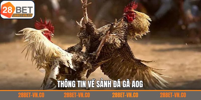 Đá gà AOG – Sảnh Cá Cược Đỉnh Cao Kịch Tính Tại 28Bet 2 Đôi nét tìm hiểu chung về đá gà AOG