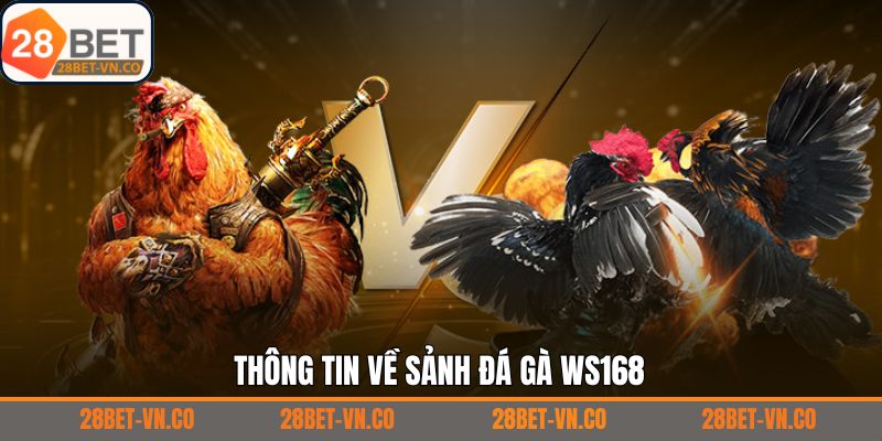 Đá Gà WS168 - Thưởng Thức Các Màn Chọi Kê Mọi Lúc, Mọi Nơi 2 Đôi nét về sảnh chọi kê cực kỳ uy tín