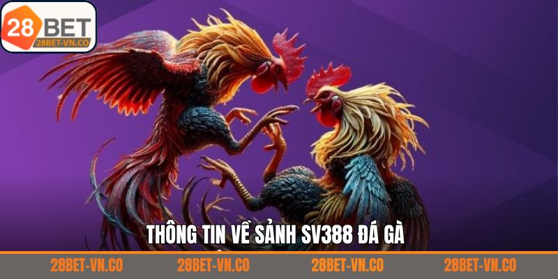 Giới thiệu đôi nét cơ bản về sân chơi đá gà SV388