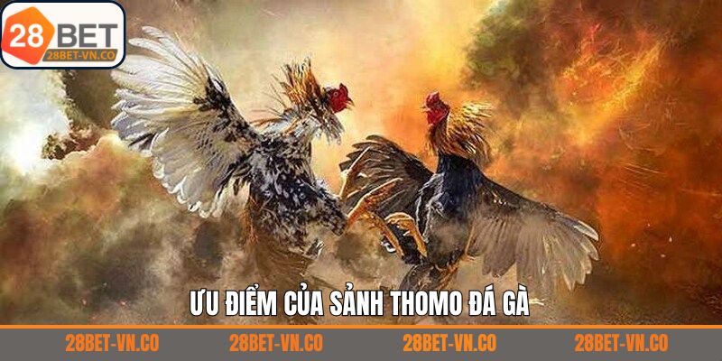 Thomo Đá Gà - Đỉnh Cao Chọi Kê Kịch Tính Chỉ Có Tại 28Bet 3 Giải mã sức hút đặc biệt chỉ có tại Thomo đá gà 28Bet